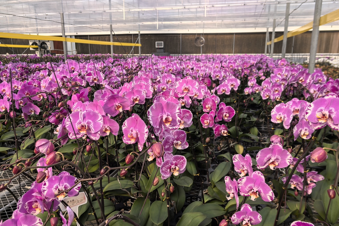 CHINA-SHANDONG-DONGYING-PHALAENOPSIS ORCHIDS-GEOTHERMAL ENERGY (CN)