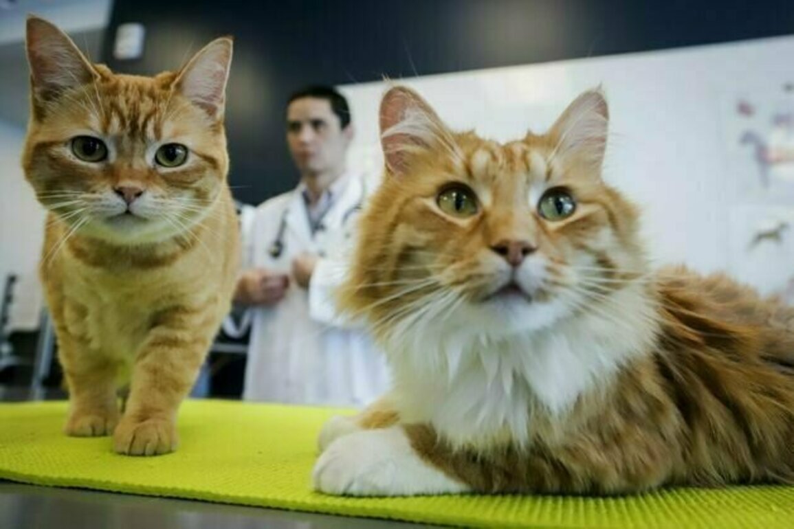 Pets don't necessarily improve their owners' well-being