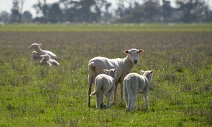 Meat & Livestock Australia is expecting the national sheep flock to ease in the next couple of years. Credit: Mark Saunders.