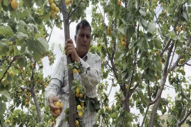 Pahalgam terror attack fallout: Udhampur's apricot growers face ruin amid tourist drought