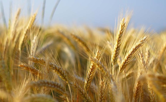 Good prospects for malting barley