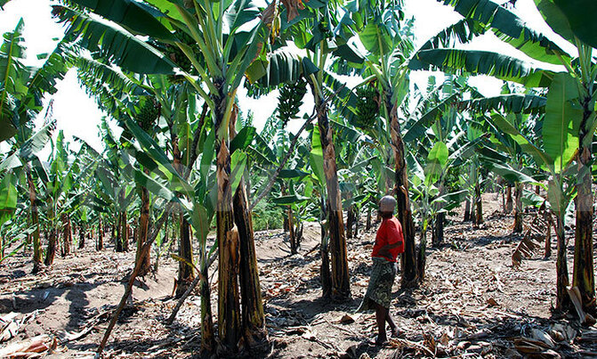'Climate change threatens African crops' 'Climate change threatens African crops'
