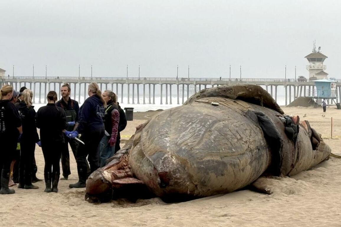 Another dead whale washes ashore in Southern California
