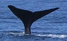 Whale controversy in the pipeline for Sakhalin-2