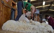  The national wool clip is forecast to drop to 285 million kilograms next year. Picture Mark Saunders.