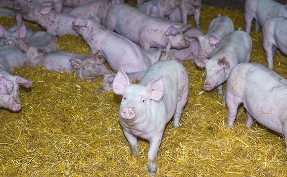 Spiralling costs hit Irish pig producers