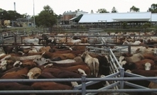 King Island a step closer to new abattoir