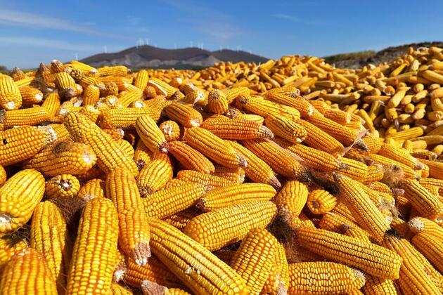 Global food prices rise in February: FAO
