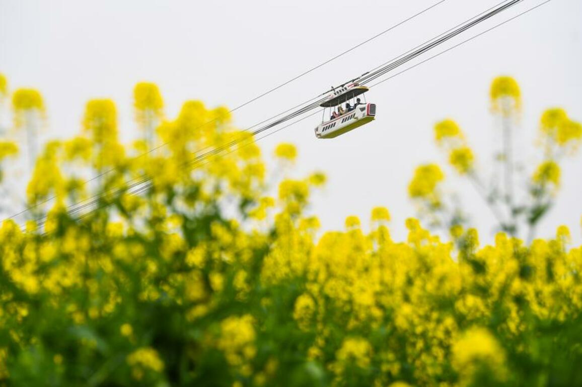 Economy | Rapeseed flowers blooming attracts tourists to visit in SW China's Chongqing