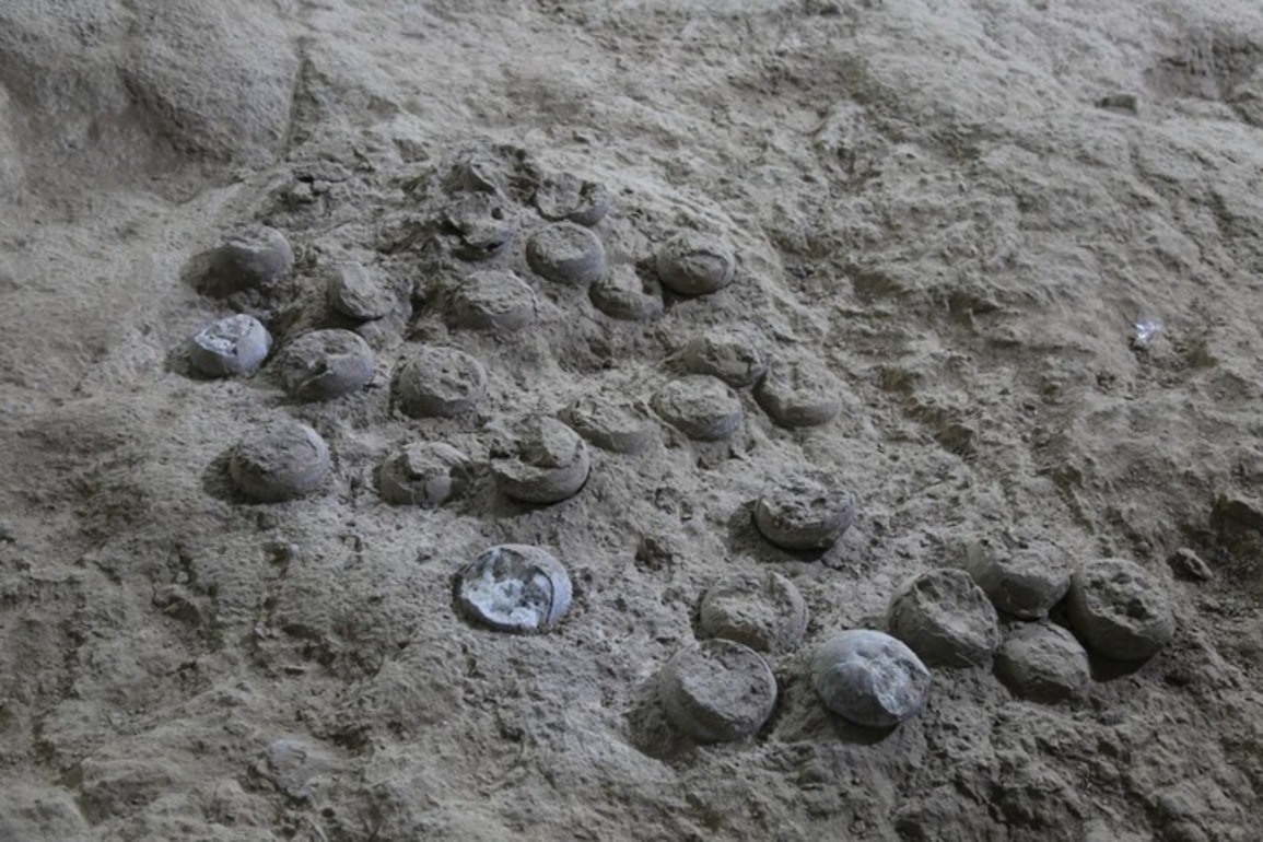 Chinese scientists develop nanocoating to shield dinosaur egg fossils