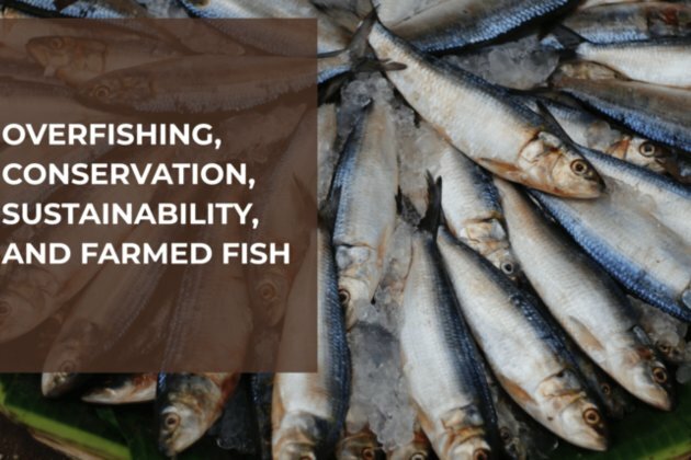 Overfishing, Conservation, Sustainability, and Farmed Fish