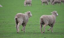The Sheep Sustainability Framework is focused on monitoring, measuring, and reporting on industry performance. 