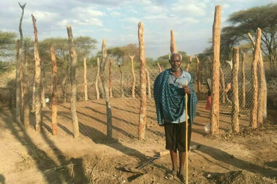 Livestock and lions make uneasy neighbours: how a fence upgrade helped protect domestic and wild animals in Tanzania