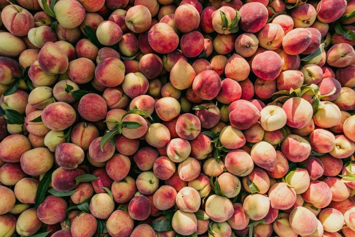 Traveling Fruit Trucks Bringing Peaches to Milwaukee   Urban Milwaukee