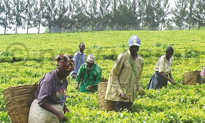Agriculture earnings to hit sh11 trillion in five years Agriculture earnings to hit sh11 trillion in five years