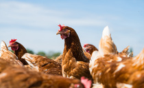 Pig and poultry special: Enterprising Welsh young farmer's future lies with poultry