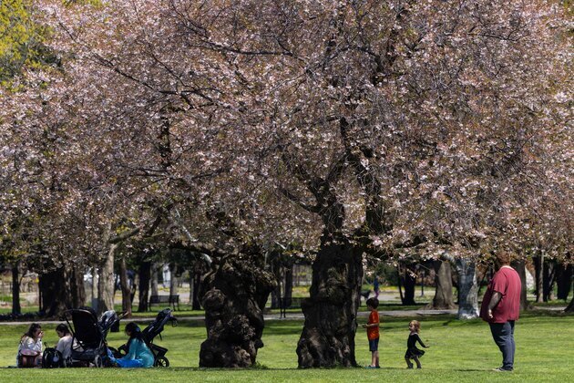 CANADA-ONTARIO-CHERRY BLOSSOMS