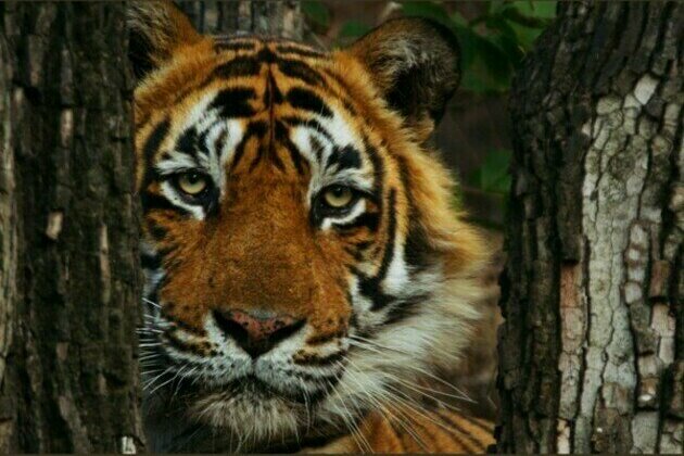 Warren Pereira's award-winning conservation documentary 'Tiger 24' available to rent on Prime Video India