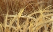Trouble is brewing for barley industry