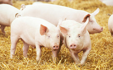 Pork sector gets £19m Mexican boost