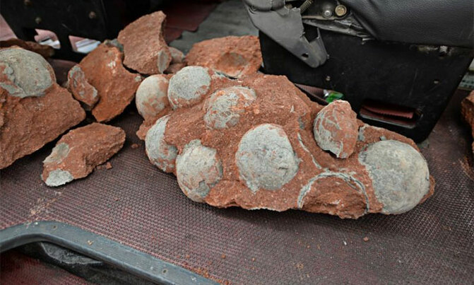 'Some dino eggs took months to hatch, perhaps leading to extinction' 'Some dino eggs took months to hatch, perhaps leading to extinction'