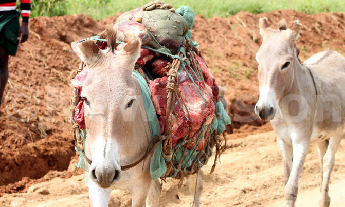 Meet Karamoja's beast of burden Meet Karamoja's beast of burden