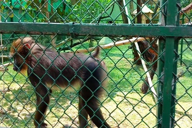 Mandrills added to Nehru Zoological Park's species collection in Hyderabad