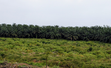 'Shooting themselves in the foot': ZSL warns palm oil firms to step up climate risk management