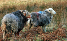 Public urged to taste the variety of UK sheep breeds