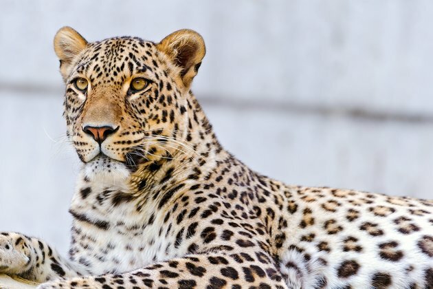 Kazakhstan bolsters protections for rare animal species