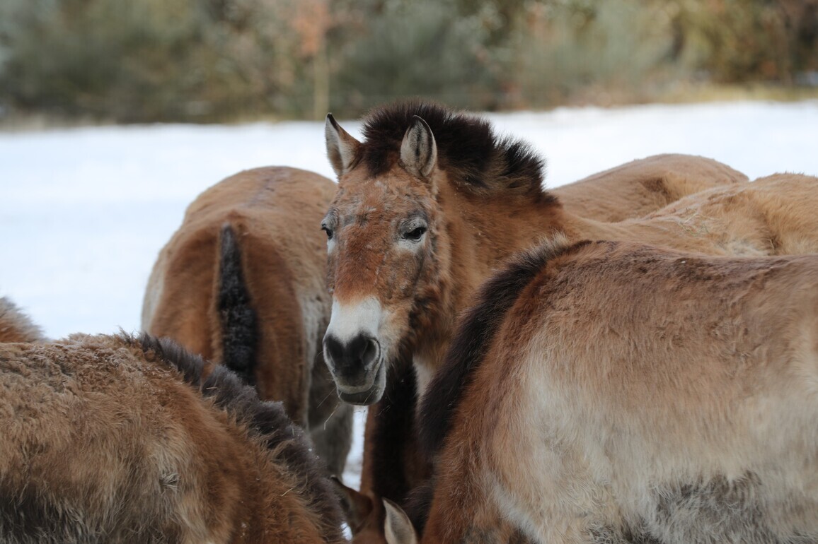 LensToLens | Przewalski's horses return to wild through China-Germany cooperation