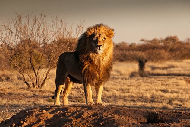 Artificial insemination in captive lions is bad news for conservation