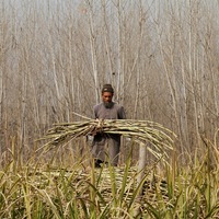 Pakistan: Sindh sugarcane farmers crushed by government inaction