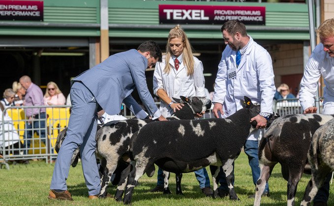 Livestock numbers show strength at this years Royal Welsh 