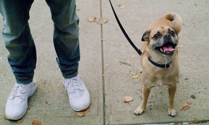 Overweight people more likely to have overweight dogs: study Overweight people more likely to have overweight dogs: study