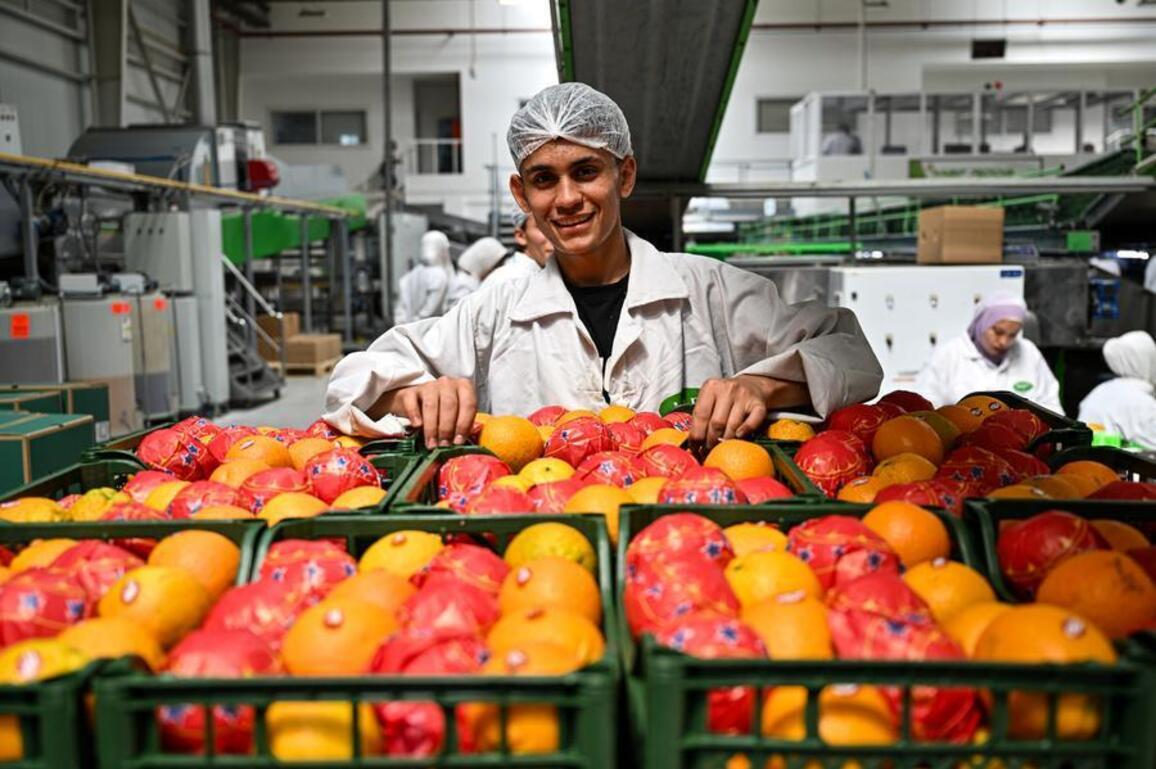 China's zero-tariff policy opens wider door for Egyptian citrus exports