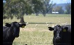  NFF says Australians pay some of the highest prices in the world for groceries. Photo Mark Saunders.