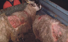 Wales launch program to combat sheep scab 