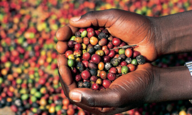 Why the aroma of coffee is returning to farmers pockets Why the aroma of coffee is returning to farmers pockets