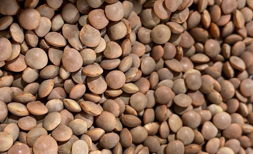 Pulse crops like lentils are subject to volatile global market pressures. 