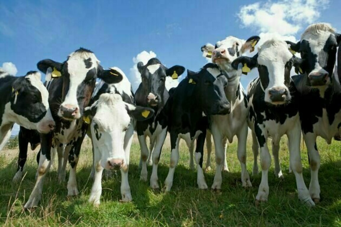 Bluetongue outbreak endangers UK livestock - what you need to know about the virus