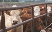 Planning key to successful feedlotting