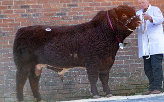 Luing bulls sell to 24,000gns at Castle Douglas