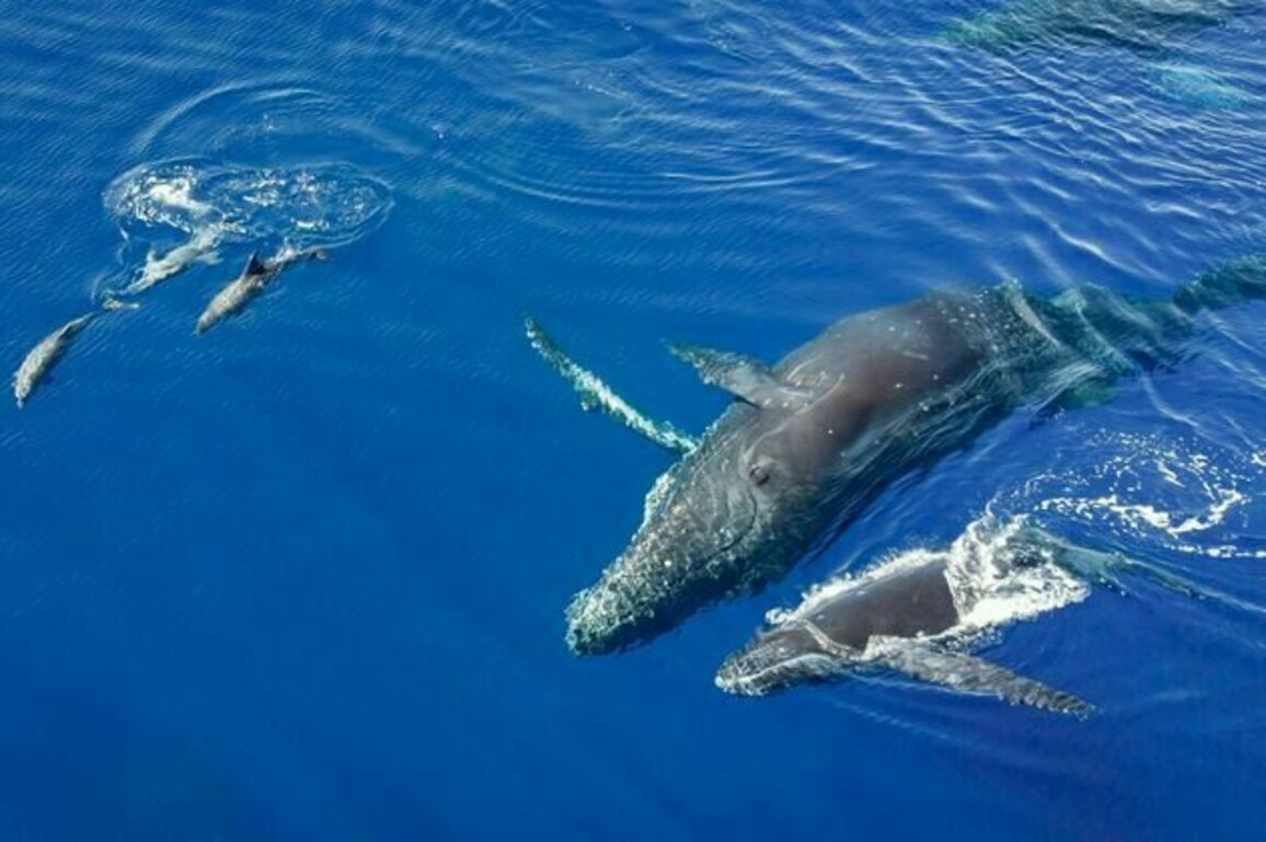 Whales and dolphins regularly hang out with each other - new study