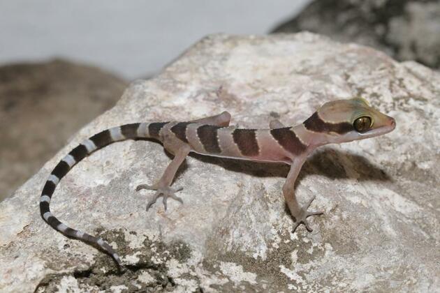 New gecko discoveries hint at hidden depths of wildlife haven in Cambodia