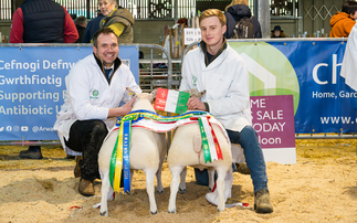 Beltex dominate sheep judging at Royal Welsh Winter Fair