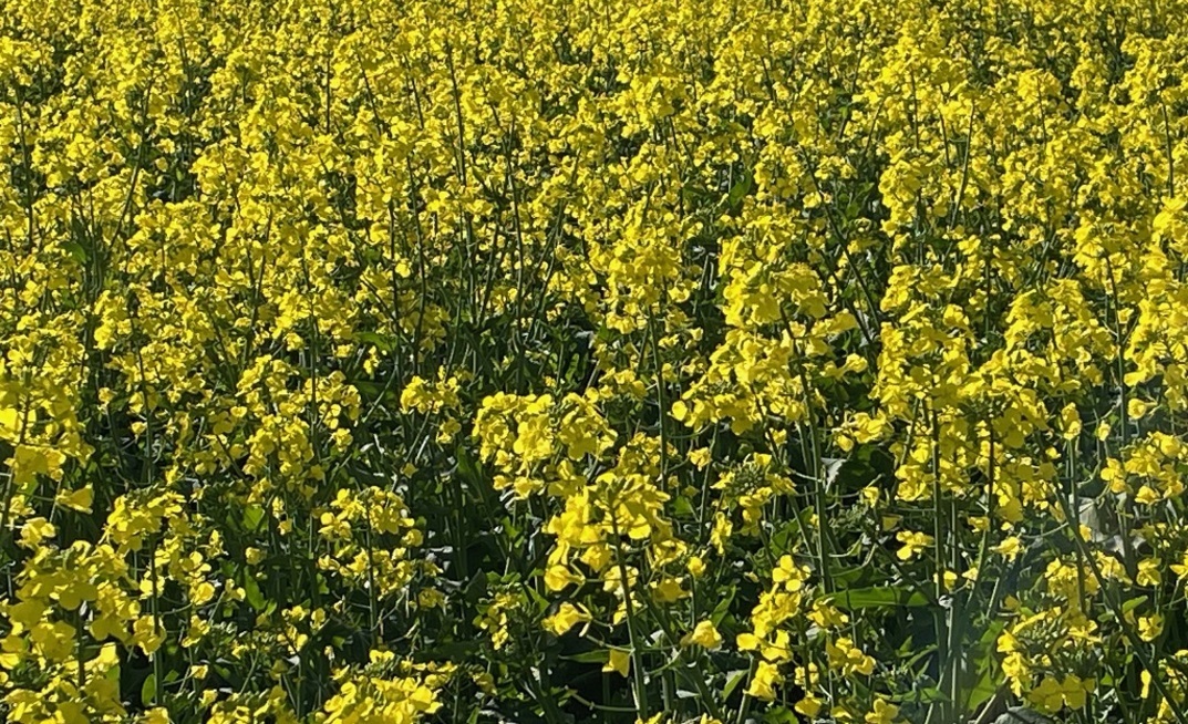 Growing consecutive canola crops in the same paddock can have serious disease ramifications.