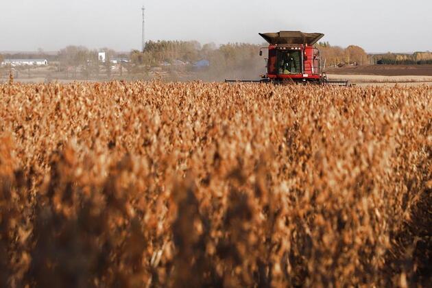 New AI large model sharpens data-driven soybean breeding
