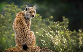 'Reintroduction of lynx is cruel and unnecessary', Blackface Sheep Breeders' Association warns