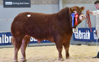 Stirling Bull Sales: A bid of 14,500gns leads Limousin prices  